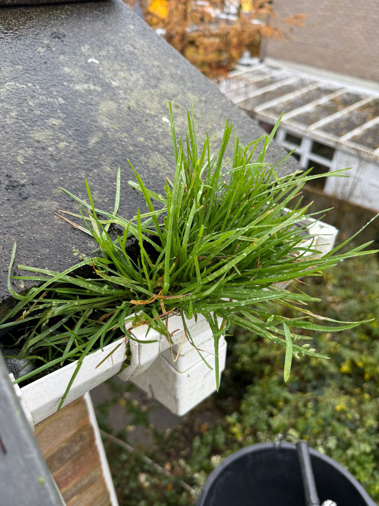 Blocked gutter downpipe in Buntingford